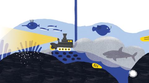 Illustration von Alice Kolb: ein Unterwasserroboter welcher Manganknollen erntet zwischen einem Haifisch und Tiefseefischen
