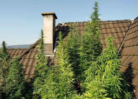 Hanfbepflanzung auf einem Zürcher Hausdach