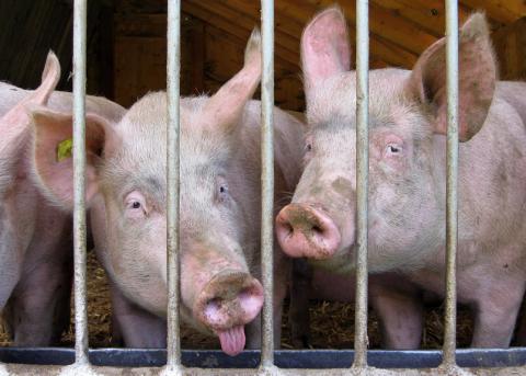 Schweine in einem Stall