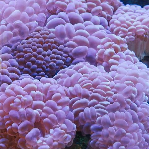 eine Koralle unter Wasser