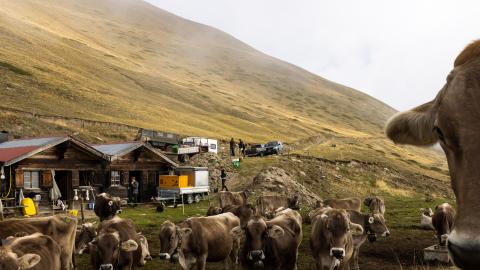 Alp der Gemeinde Grengiols im Saflischtal, im Vordergrund stehen Kühe