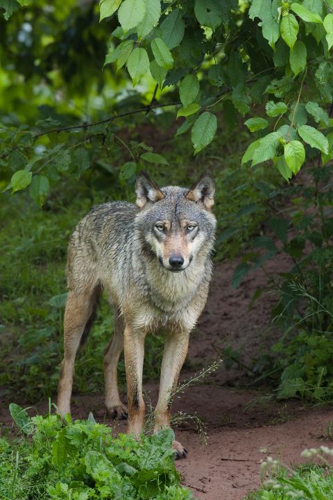 ein Wolf steht im Wald