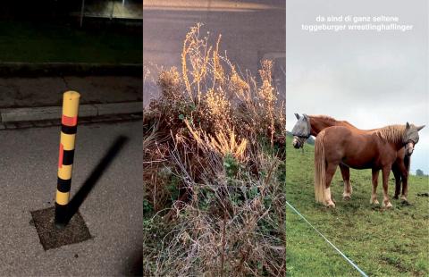 3 Fotos in Kombination: ein Strassen-Markierungs-Pfosten; Bepflanzung am Strassenrand; 2 Pferde (die sind di ganz seltene toggeburger wrestlinghaflinger)
