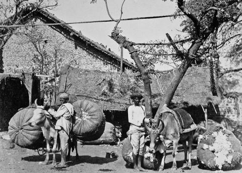 Indische Erzeuger liefern Baumwolle (Historische Aufnahme)