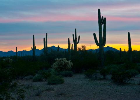 Im Organ Pipe Cactus Park in Arizona