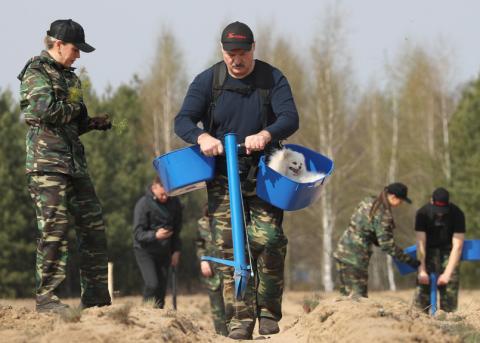 Präsident Alexander Lukaschenko steckt am 25. April Setzlinge in den Boden
