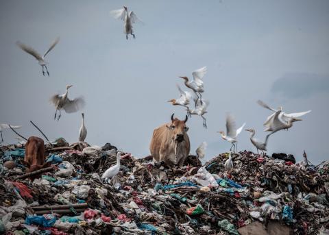 Symbolbild: Tiere und Vögel auf einer Müllhalde