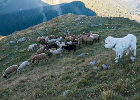 Schafe und Herdenschutzhund unterhalb des Piz Nair in Graubünden