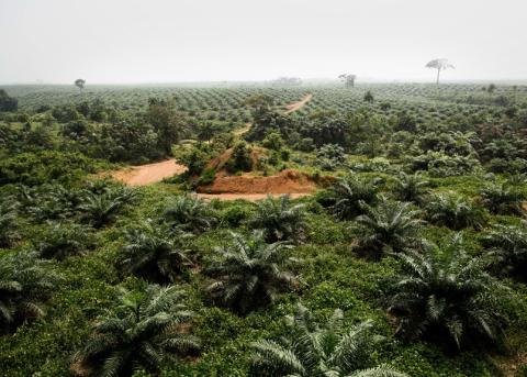 Palmölplantage der Socfin Agricultural Company