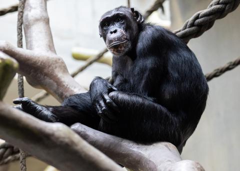 Schimpanse im Affenhaus des Basler «Zolli»