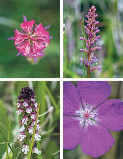 Verschiedene Wild-Blumen: Esparsette, Langspornige Handwurz, Blutroter Storchschnabel, Schwärzliche Knabenkraut