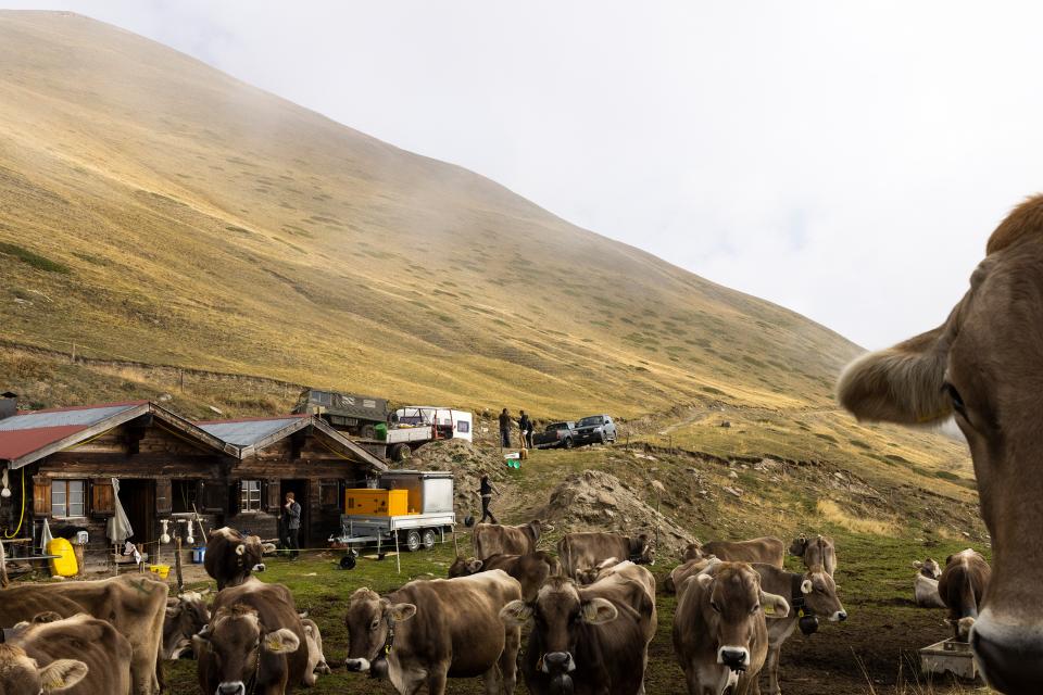 Alp der Gemeinde Grengiols im Saflischtal, im Vordergrund stehen Kühe