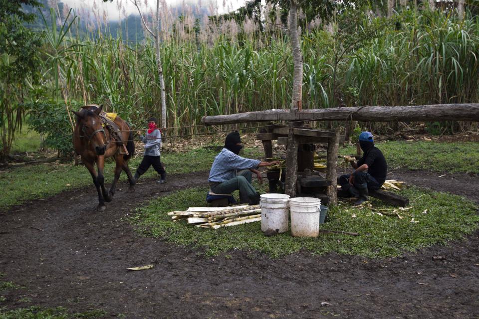 Zapatistas pressen auf einer kollektivistischen Farm in Mexiko Saft aus Zuckerrohr