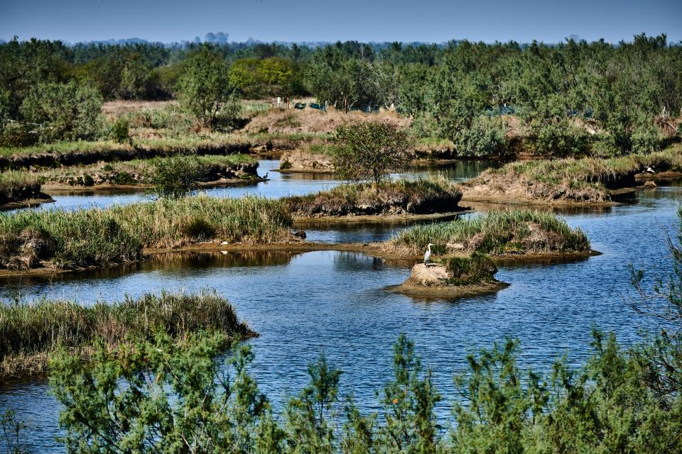 Lagunenlandschaft im Po-Delta mit Reiher und Enten
