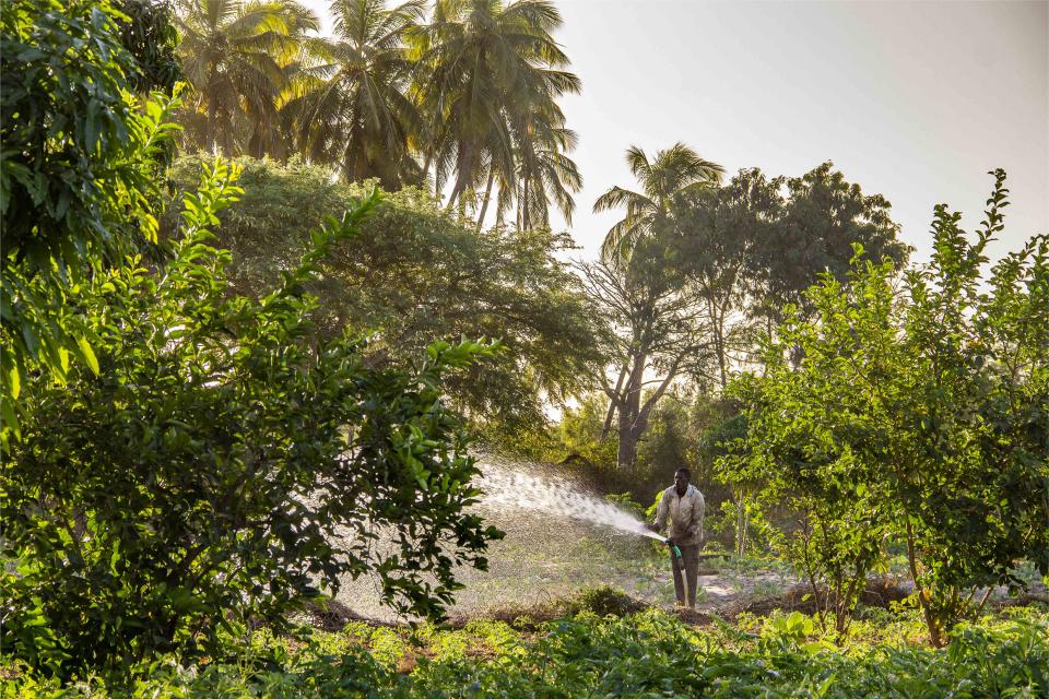 ein Bauer wässert Pflanzen auf einer Gemüsefarm nahe Mboro nördlich von Dakar