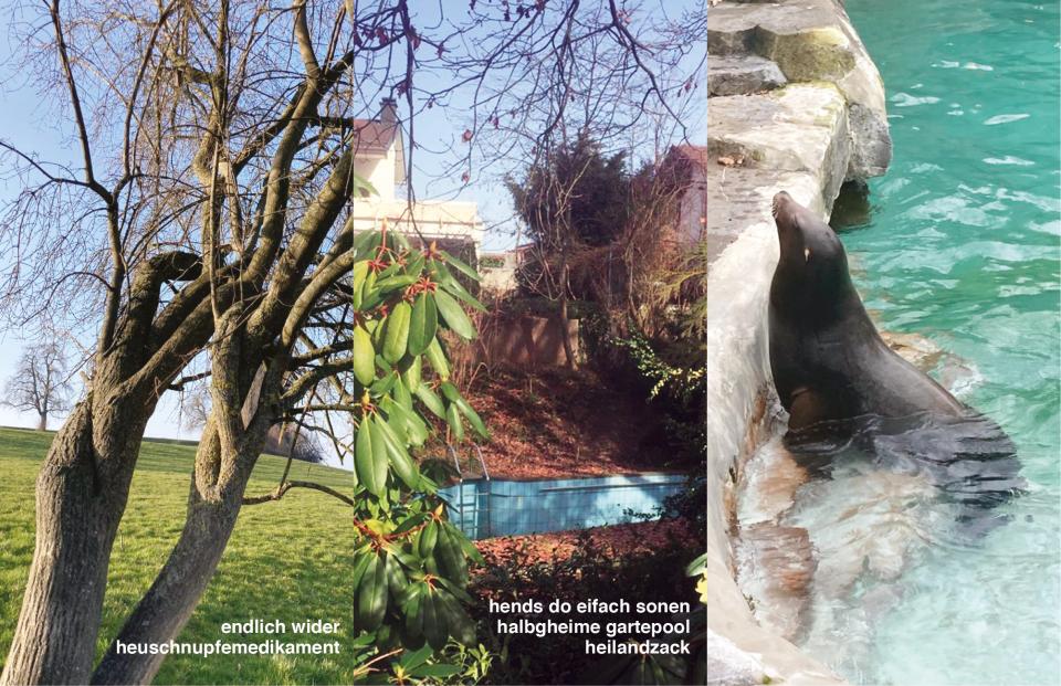 3 Fotos in Kombination: ein knorriger Baum (endlich wider heuschnupfemedikament); ein privater Swimming-Pool gefüllt mit Laub in einem Garten (hends do einfach sonen halbgheime gartepool heilandzack); ein Seelöwe in einem Zoo-Schwimmbecken