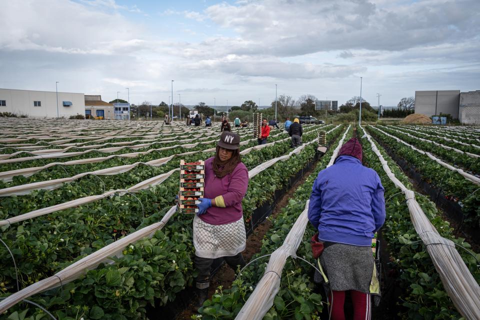 Landarbeiterinnen in der Nähe von Huelva westlich von Sevilla