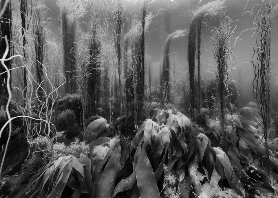 Unterwasseraufnahme: Unterwasserplanzen fünf Meter unter dem Meeresspiegel bei der Île de Molène bei Brest