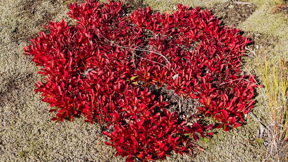 Alpen-Bärentraube im Moosteppich