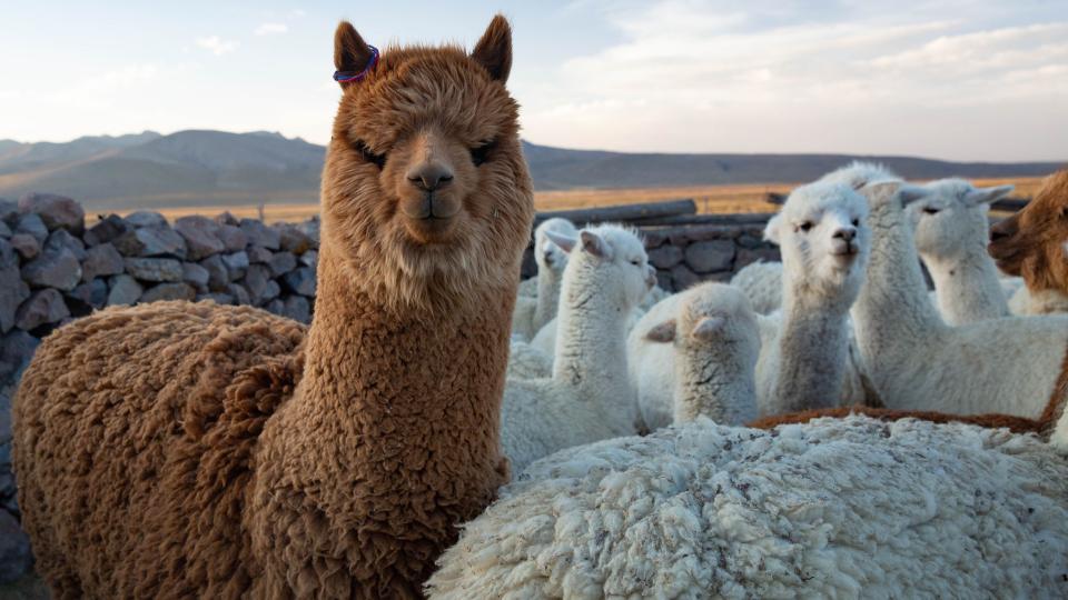 Alpaka-Tiere auf einer von Steinmauern umgebenen Weidefläche